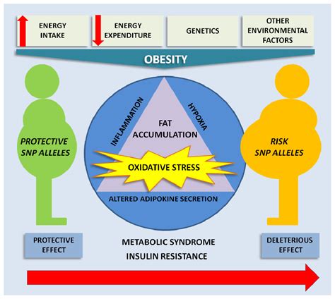 Ijms Free Full Text Genetics Of Oxidative Stress In Obesity