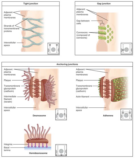 What is the Difference Between Adherens Junctions and Desmosomes ...