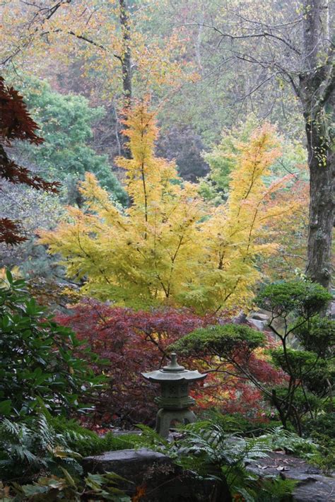 Dwarf Japanese Maple Tree Care