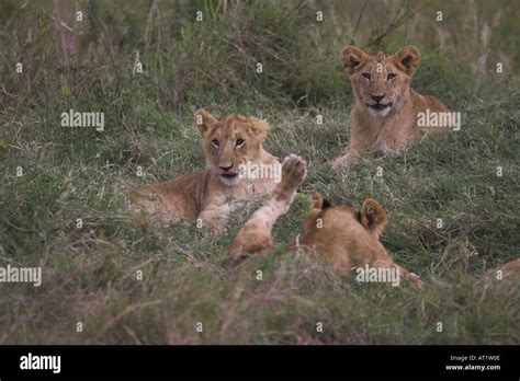 Lion cubs Panthera leo Stock Photo - Alamy