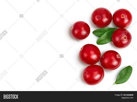 Cranberry Leaves Image And Photo Free Trial Bigstock