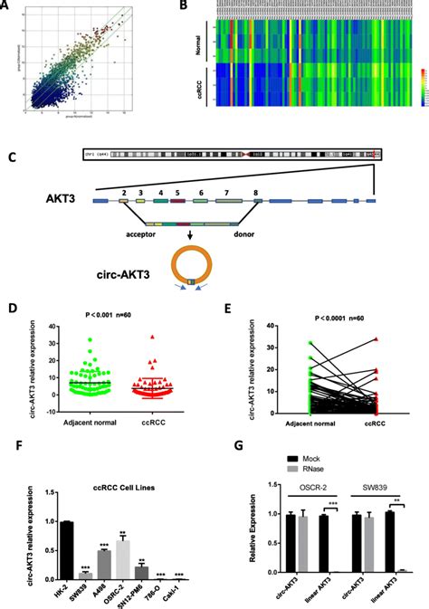 Circrnas Expression Profiles Of Ccrcc And Characteristic Of Circ Akt