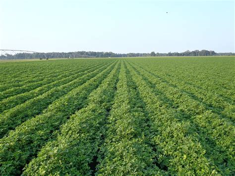 Peanut Maturity Update Panhandle Agriculture