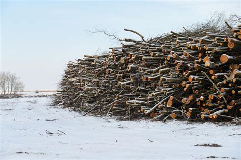 A Pile Of Wood Chunks Tree Logs Sawn In The Forest A Cut Down And