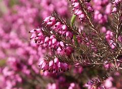 Heath Ledger Daughter