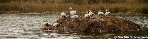 Birds in Sultanpur bird sanctuary - Team-BHP