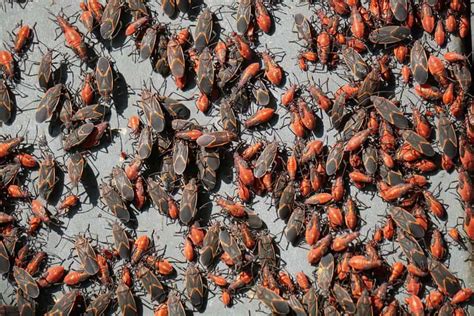 How To Identify And Get Rid Of Boxelder Bugs