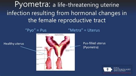 Pyometra