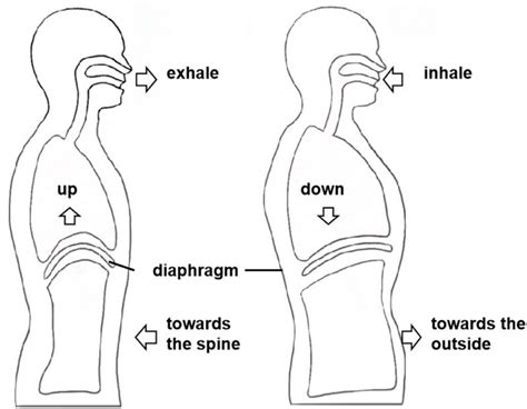 Diaphragm Breathing