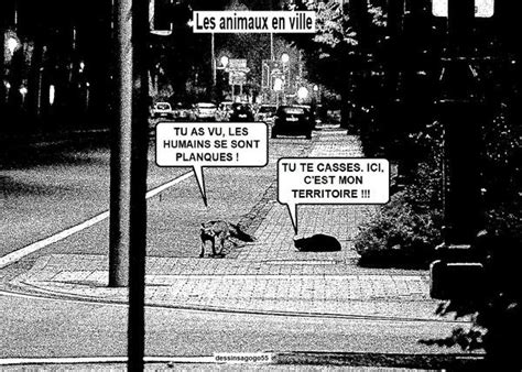 Coronavirus Les Animaux En Ville