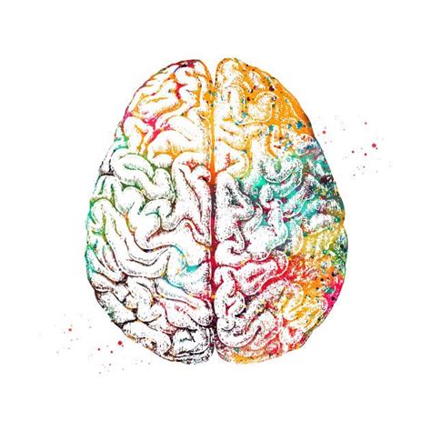 Human Brain by erzebeth | Anatomy art, Human anatomy art, Brain art