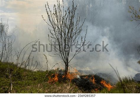 Fire Forest Smoke Fire Nature Burning Stock Photo 2369285357 | Shutterstock