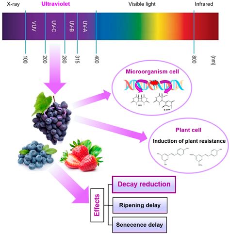 Effect of Magnetic Field and UV-C Radiation on Postharvest Fruit Properties
