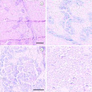 Photomicrographs Of Tissue Cross Sections Of Male Crassostrea Gasar At