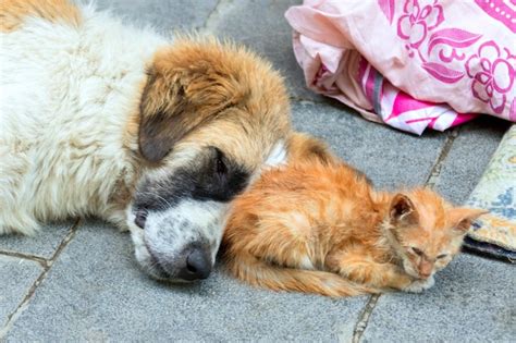 Cachorro Sem Teto E Gatinho Dormindo Em Um Fundo De Pedra Foto Premium