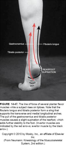 Biomechanics Unit Ch Ankle Foot Flashcards Quizlet