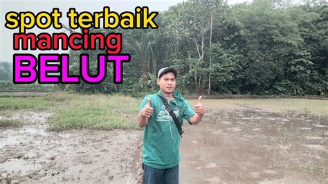 MANCING BELUT SAWAH LUMAYAN HASILNYA YouTube