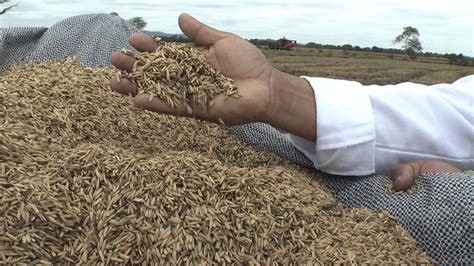 Ecuador exportará más de 50 mil toneladas de arroz a Colombia