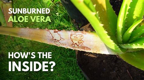 What Will Happen To The Gel Of Sunburned Aloe Vera Leaves Youtube