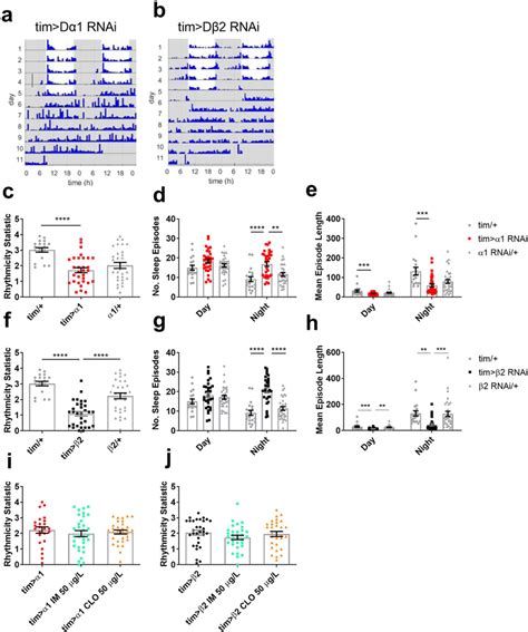 Knockdown of Dα1 or Dβ2 in the clock bearing cells disrupts circadian