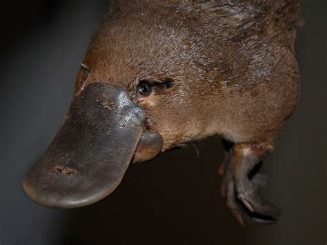 Platypus Wallpapers Top Free Platypus Backgrounds Wallpaperaccess