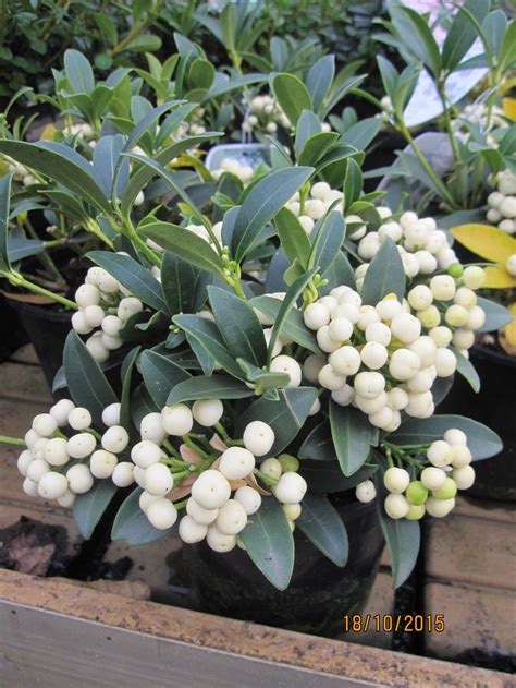 Skimmia japonica 'Fructu Albo' - Beechmount Garden Centre