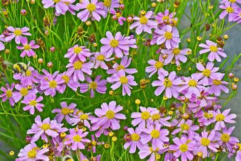 Coreopsis Rosea Pink Tickseed