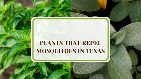 4 Plants That Repel Mosquitoes In Texas Stop The Buzz Plant America