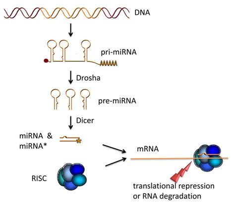 MiRNA Maturation The Primary MiRNA Transcript Is Processed By The