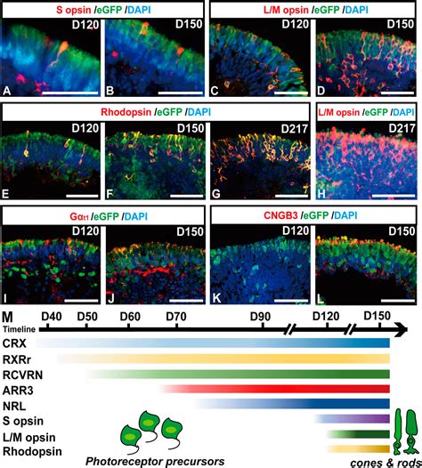 Frontiers Generation Of An RCVRN EGFP Reporter HiPSC Line By CRISPR