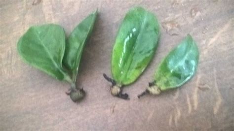 Замиокулькас Зензи Zamioculcas Zenzi: 80 грн. - Кімнатні рослини Київ ...