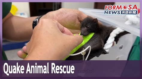 Locals Save Fruit Bat Stranded By Hualien Earthquakes In Taiwan First