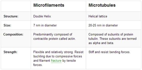 Biology 101: Microfilaments vs Microtubules in Cell Biology – Moosmosis