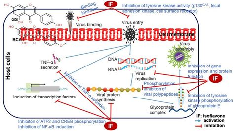 Antiviral Effect Of Isoflavone If If Inhibits Virus Binding And