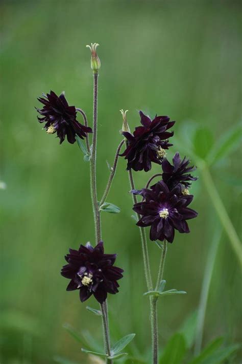 Columbine Aquilegia Vulgaris Black Barlow In The Columbines Database