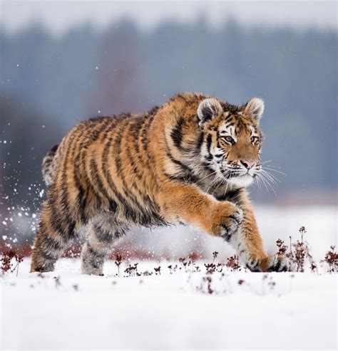 The Beauty of Wildlife
