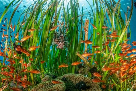 Move Over Aquaman: Seagrass, Guardian Of The Sea — ActiveMan