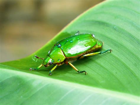 Green Beetle