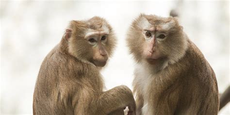 Book Review: Voracious Science and Vulnerable Animals by John P. Gluck ...