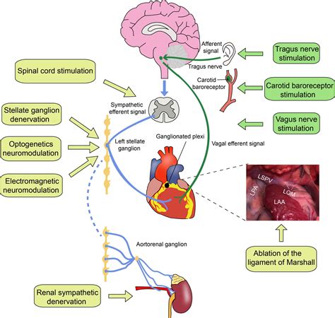 Frontiers Autonomic Neuromodulation For Preventing And Treating