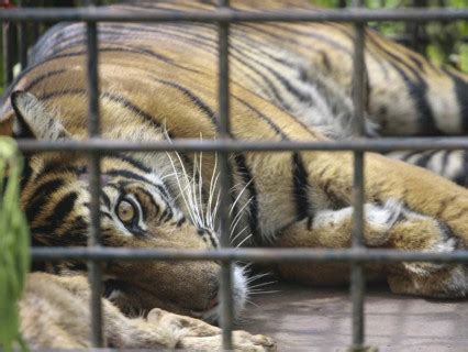 Harimau Sumatra Masuk Perangkap