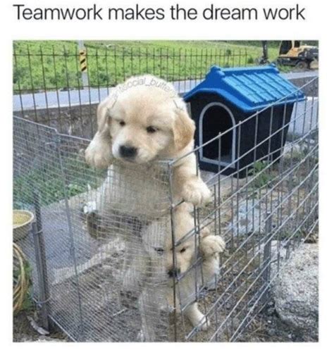 Teamwork Humor 33 Pics