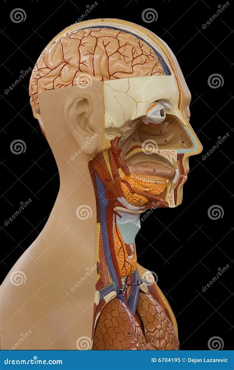 Human Body Model Stock Image Image Of Lungs Face Head 6704195