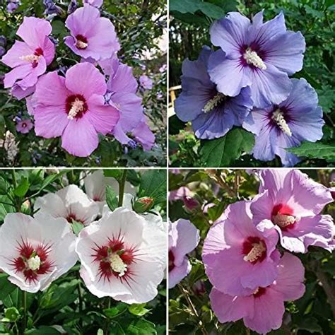 Rose Of Sharon Seeds Hibiscus Syriacus Showy Flowers Attract Butterflies