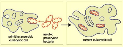 Anaerobic Vs Aerobic Bacteria