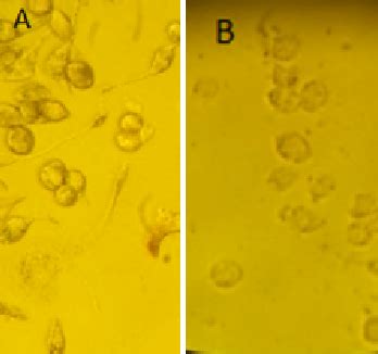 Figure From In Vitro Study For Comparing The Cytotoxicity Of Silver