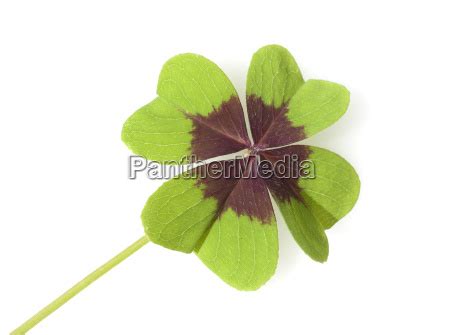 Gluecksklee Oxalis Tetraphylla Vierblaettriger Lizenzfreies Bild