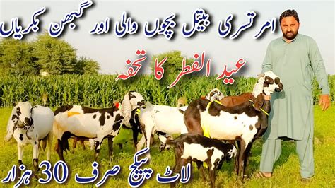 Goats Farming Sanam Bhai Ki Cheap Rate Main Bachon Wali Or Gabhan