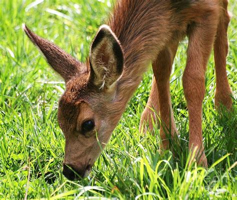 Baby Deer Photograph by Ronnie Glover - Fine Art America