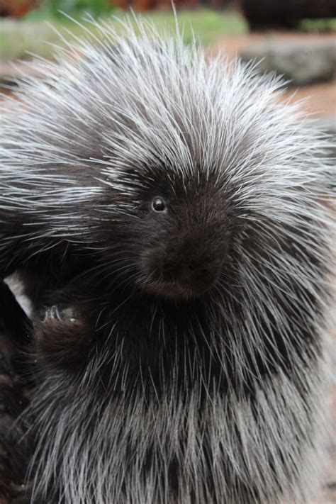 North American Porcupine Lindsay Wildlife Experience